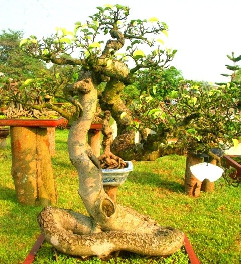 Cây Sanh có bộ rễ như tư thế người ngồi xếp bàng