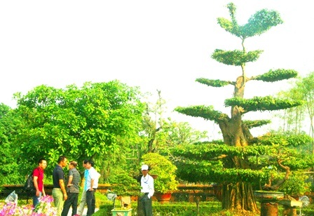 Cây Si tạo hình chim Phượng hoàng lớn