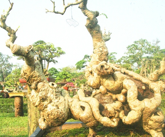 Muồng hoàng yến