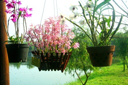 Những loại Lan lạ đẹp lung linh trước gió, nước