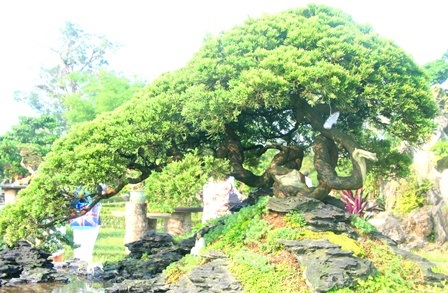 Tiểu cảnh Duyên tùng