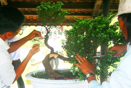 Nghệ nhân 3 miền trổ tài tạo dáng cho cây cảnh quý ngay tại triển lãm độc đáo này