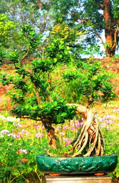 Và đôi hạc đứng trên rùa chầu ở bình phong đi vào vườn Thượng uyển Cơ Hạ được tỉa tạo hình khéo léo