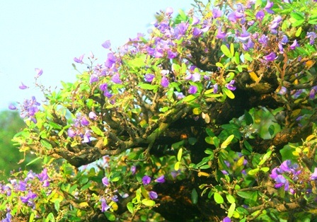 Hoa Linh sam tím biếc đẹp đến ngỡ ngàng