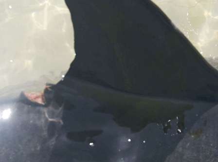 Vết rách trên lưng cá