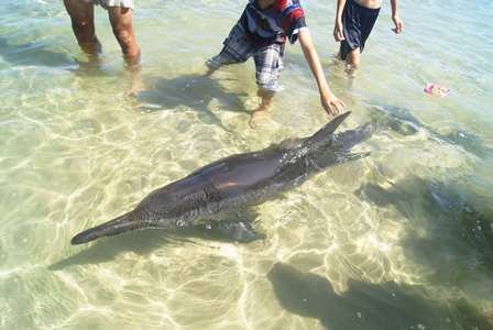 Việt Nam và những con tàu lớn! - 14 Chú cá heo với vóc dáng gần trưởng thành