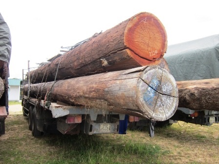 Mật phục bắt đoàn xe chở gỗ quá tải “siêu khủng” - 3 Gỗ chở quá tải và quá chiều dài, chiều cao thành xe