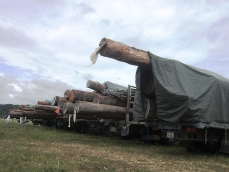 Mật phục bắt đoàn xe chở gỗ quá tải “siêu khủng” - 4 ĢGỗ
