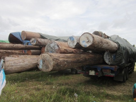 Mật phục bắt đoàn xe chở gỗ quá tải “siêu khủng” - 5 Gỗ chở quá tải và quǡ chiều dài, chiều cao thành xe