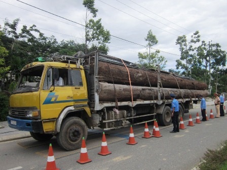 Mật phục bắt đoàn xe chở gỗ quá tải “siêu khủng” - 2 Cân tải trọng xe ở A Lưới