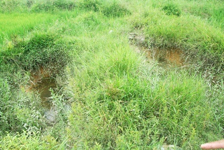 "Giải mã" hơn 30 hố sâu xuất hiện bất thường trên ruộng lúa - 5 2 hố sụt lún nằm sát nhau.