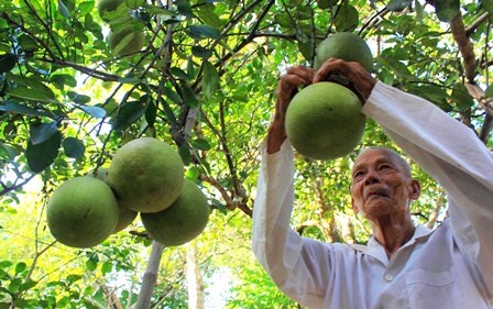 Độc đáo lễ hội trái thanh trà Huế - 11 Cụ ông đang hái thanh trà trong vườn đến lễ hội bán