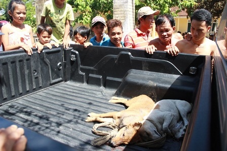 Hai con chó bị đánh bã chết