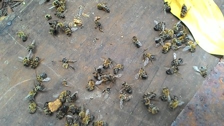 Người nuôi ong mật ngoại tỉnh bị dân địa phương phá nát trại vô cớ - 3 Hàng vạn con ong chết oan