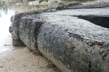 Những phán đoán ban đầu về mỏ neo gỗ khổng lồ dưới đáy biển - 5 Những vân gỗ nổi lên rất đẹp