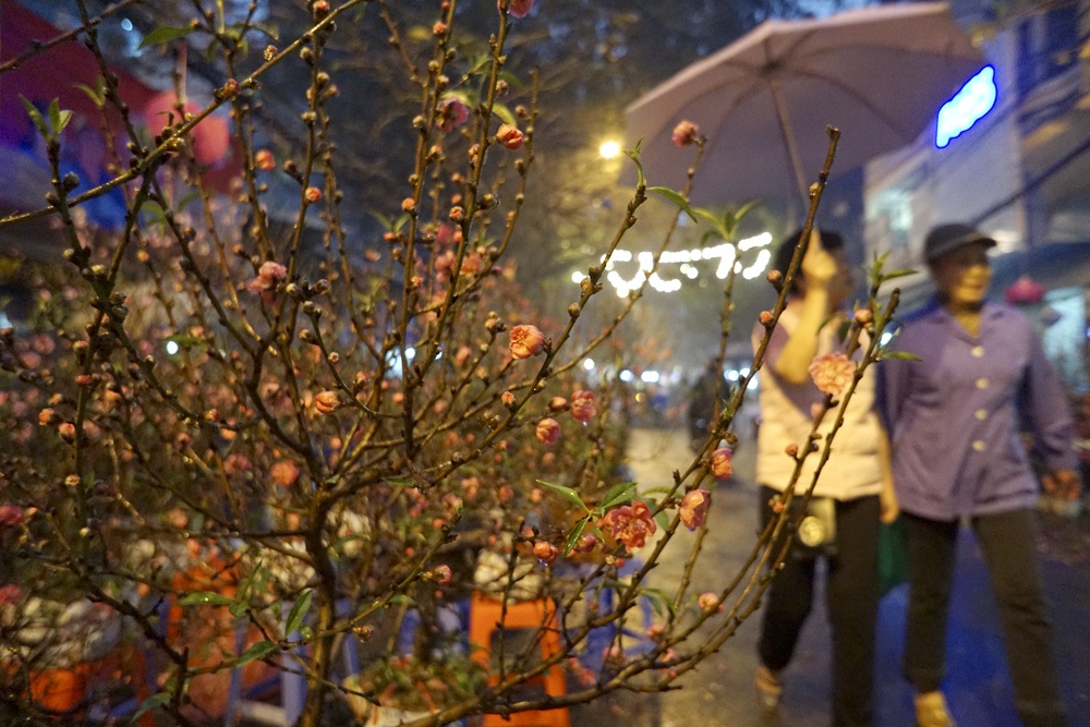 Chợ hoa trong mưa - 6 Cành đào lung linh dduwois ánh đèn khi trời xẩm tối.