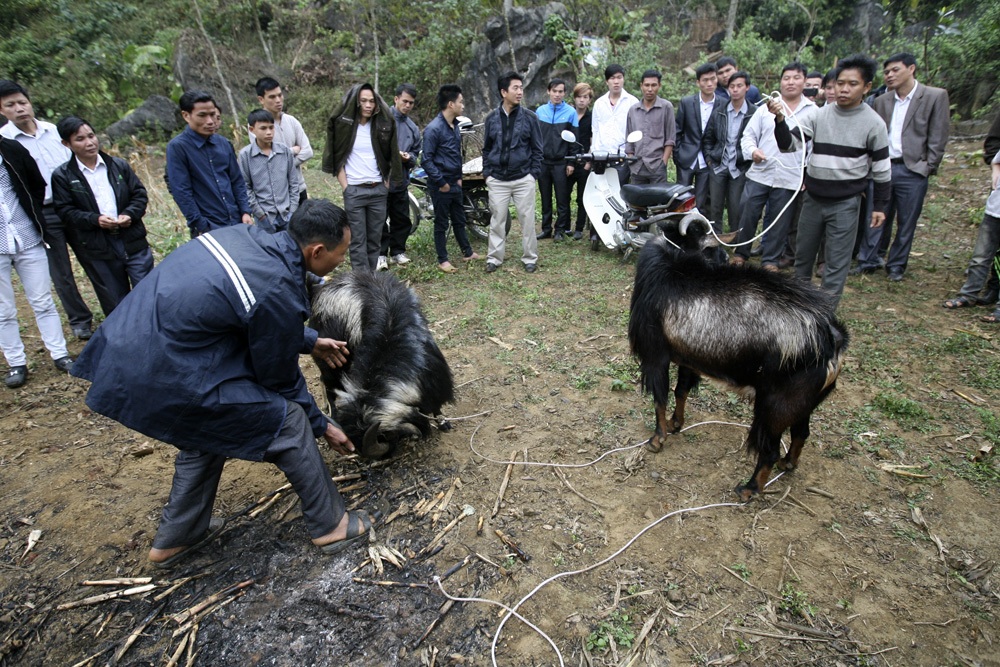 Dũng mãnh như dê chiến!