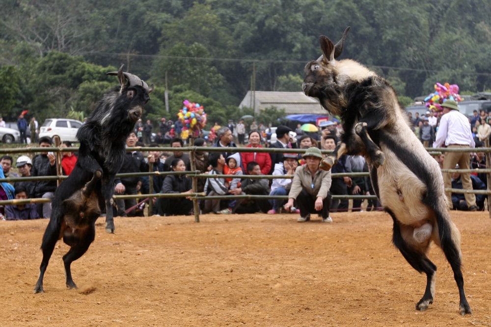 Dê chọi cũng có đòn, miếng, điển hình là thế rướn người lên cao trước khi bổ thẳng vào đối phương.