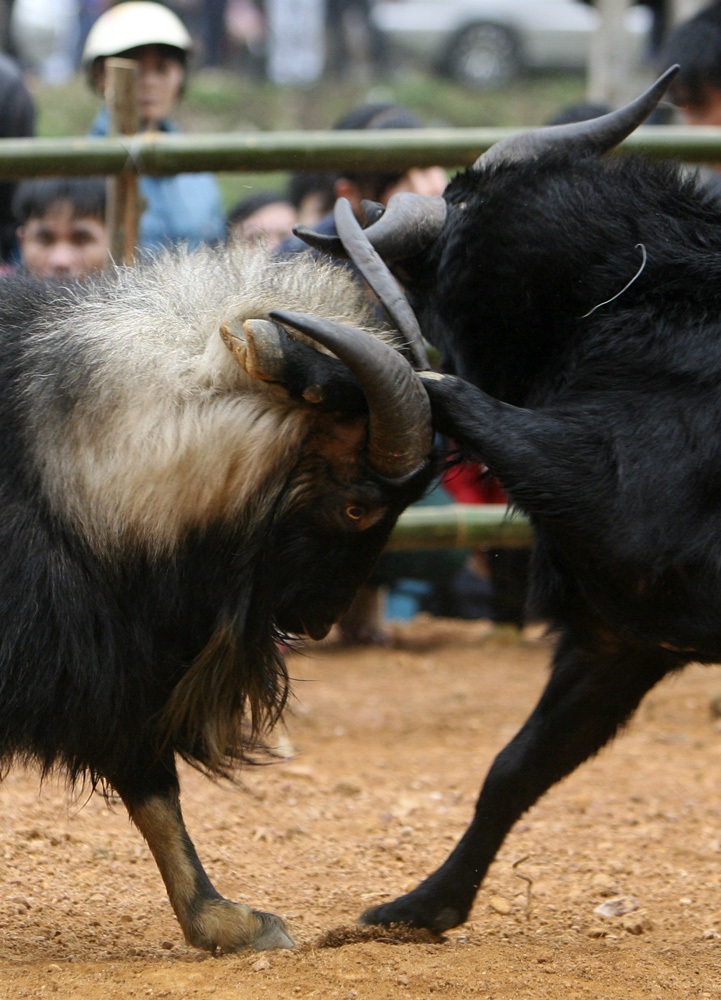 Dê chọi cũng có đòn, miếng, điển hình là thế rướn người lên cao trước khi bổ thẳng vào đối phương.