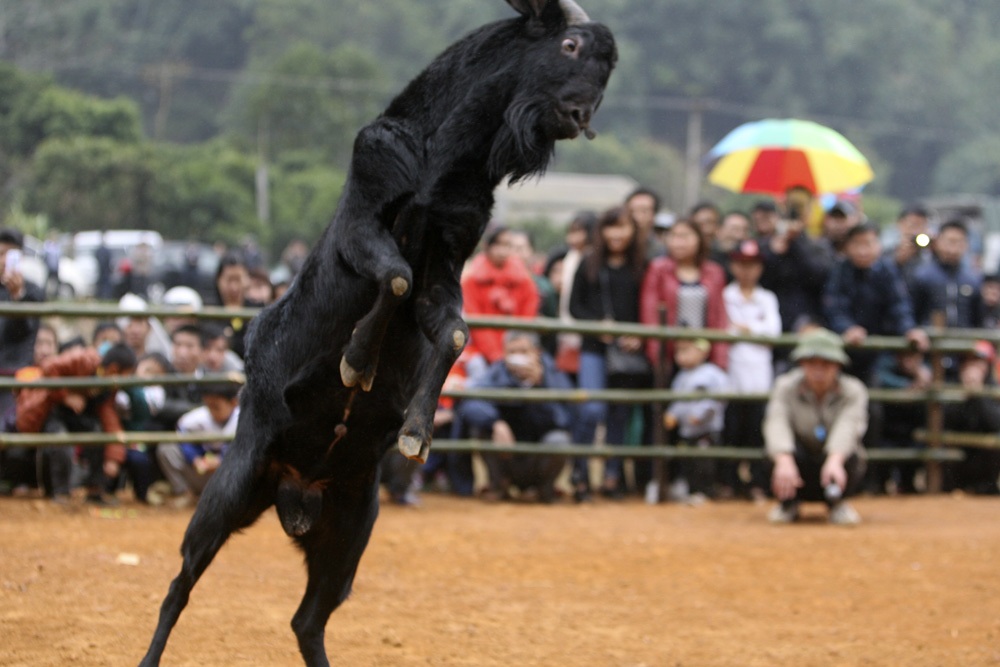 Dê chọi cũng có đòn, miếng, điển hình là thế rướn người lên cao trước khi bổ thẳng vào đối phương.