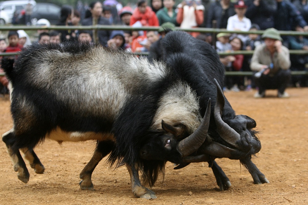 Một pha khóa sừng rất giống với trâu chọi.