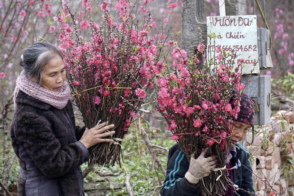 "Giá như đào Nhật Tân nở muộn dăm hôm nữa..." - 3 Rất nhiều cây đào đã nở hết, nhìn thì đẹp nhưng không ai mua.