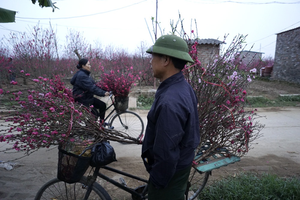 "Giá như đào Nhật Tân nở muộn dăm hôm nữa..." - 5 Những cây đào tàn xen lẫn trong vườn đào đang nở rộ.
