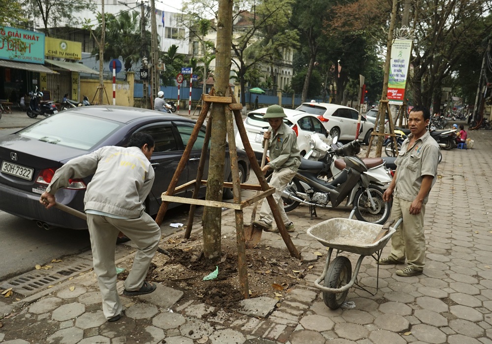 Lá phổi của thành phố tổn thương