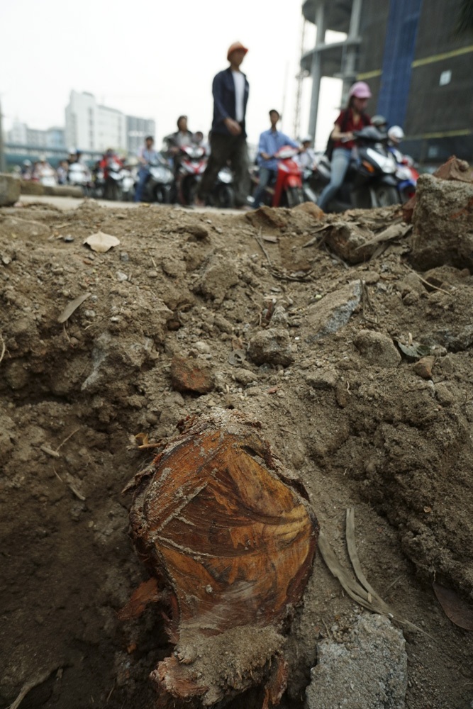 Những hố trồng cây trên đường Nguyễn Chí Thanh đang chờ trồng cây mới.