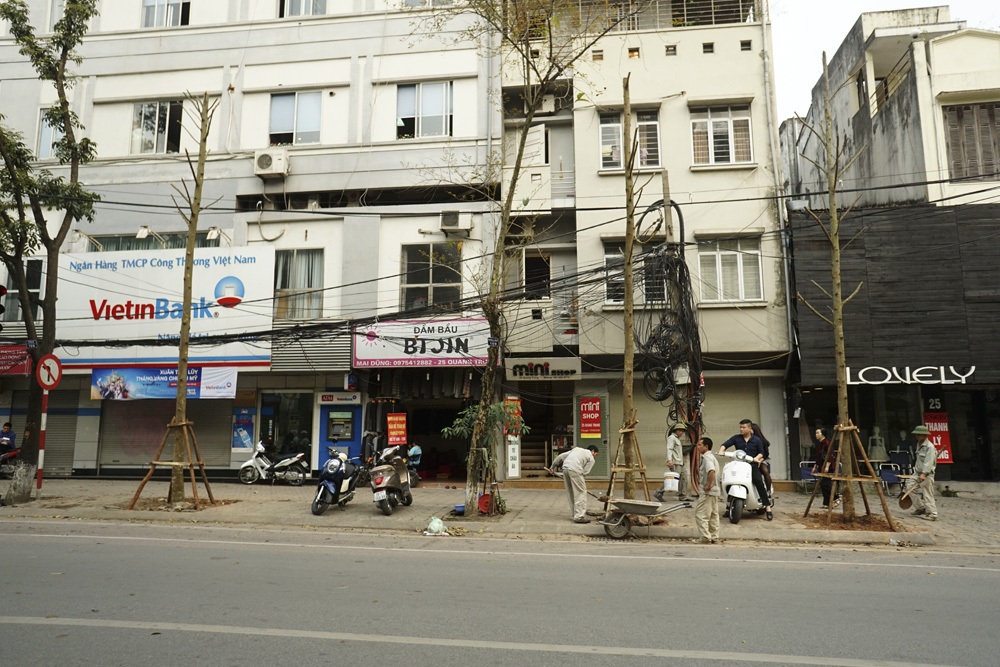 Một đoạn phố với những cây trồng mới chỉ có thân cành làm trơ lộ bê - tông của những ngôi nhà.