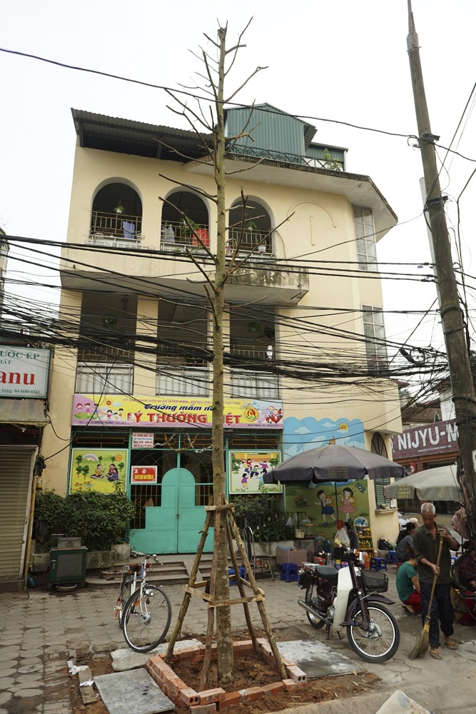 Một đoạn phố với những cây trồng mới chỉ có thân cành làm trơ lộ bê - tông của những ngôi nhà.