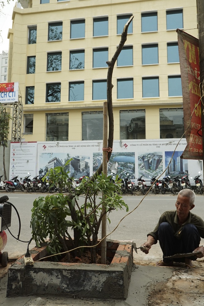 Một đoạn phố với những cây trồng mới chỉ có thân cành làm trơ lộ bê - tông của những ngôi nhà.