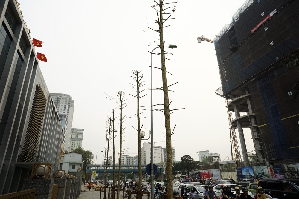 Một đoạn phố với những cây trồng mới chỉ có thân cành làm trơ lộ bê - tông của những ngôi nhà.