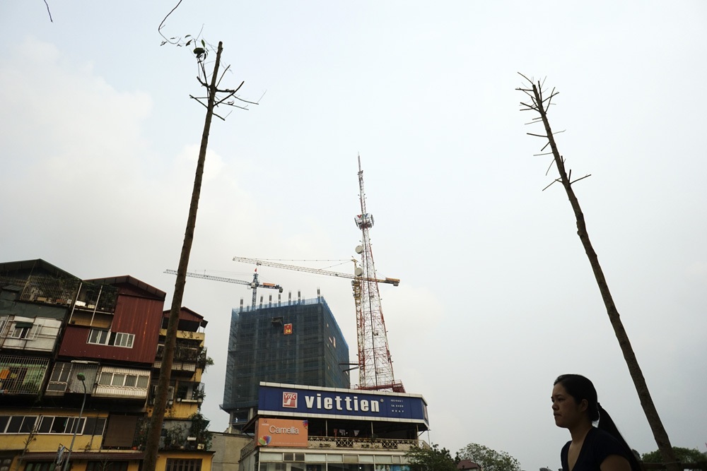 Diện mạo mới một đoạn phố Nguyễn Chí Thanh sau khi được trồng loạt cây mới.