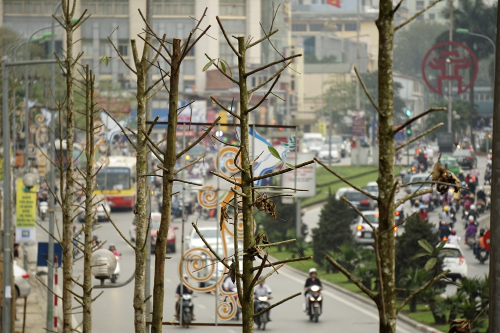 Diện mạo mới một đoạn phố Nguyễn Chí Thanh sau khi được trồng loạt cây mới.