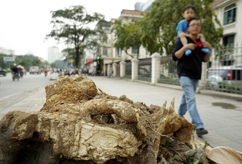 Những rễ cây bị chặt vẫn còn ngổn ngang trên đường.