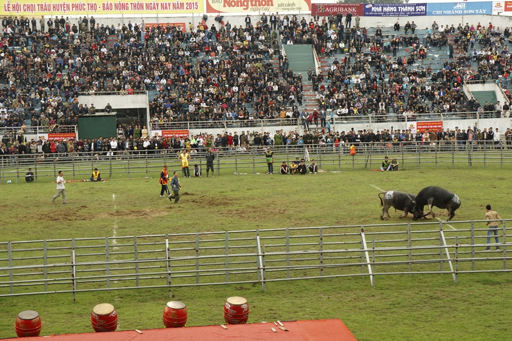 Đòn hiểm hổ lao của những ông trâu không lo bị... xẻ thịt