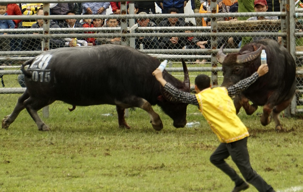 Niềm vui sướng của chủ trâu khi có dấu hiệu chiến thắng.