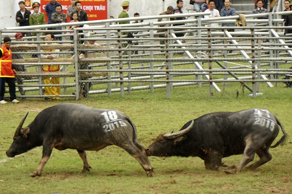Niềm vui sướng của chủ trâu khi có dấu hiệu chiến thắng.