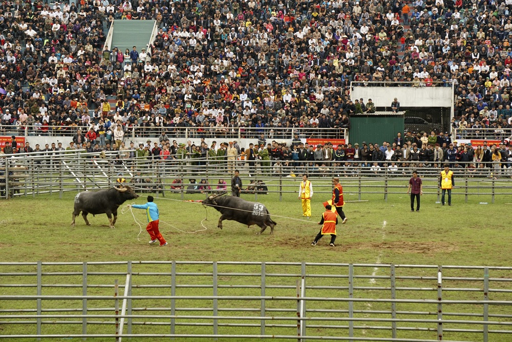 Niềm vui sướng của chủ trâu khi có dấu hiệu chiến thắng.