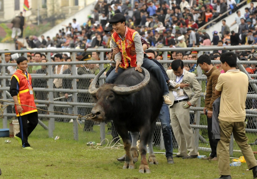Niềm vui sướng của chủ trâu khi có dấu hiệu chiến thắng.