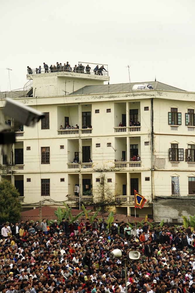 Đòn hiểm hổ lao của những ông trâu không lo bị... xẻ thịt