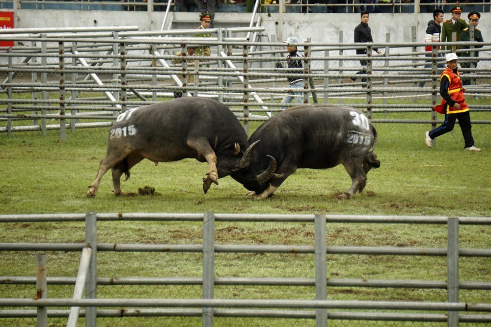 Đòn hiểm hổ lao của những ông trâu không lo bị... xẻ thịt