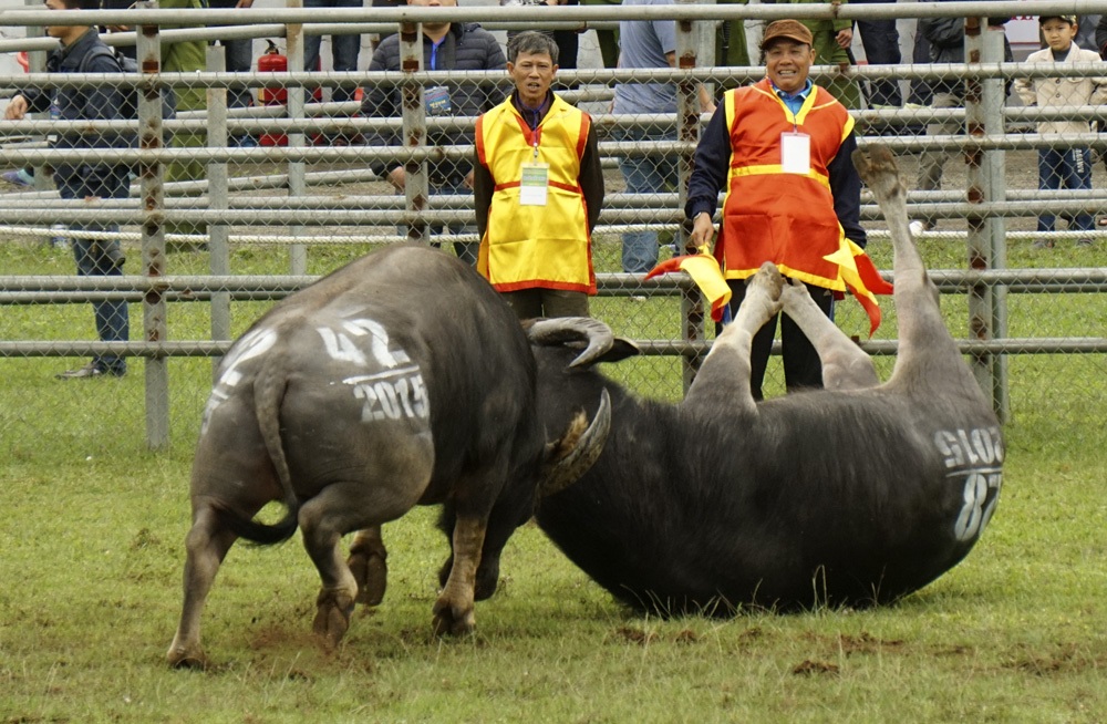 Một đòn đánh khác khá phổ biến là khóa sừng để quật ngã đối thủ.