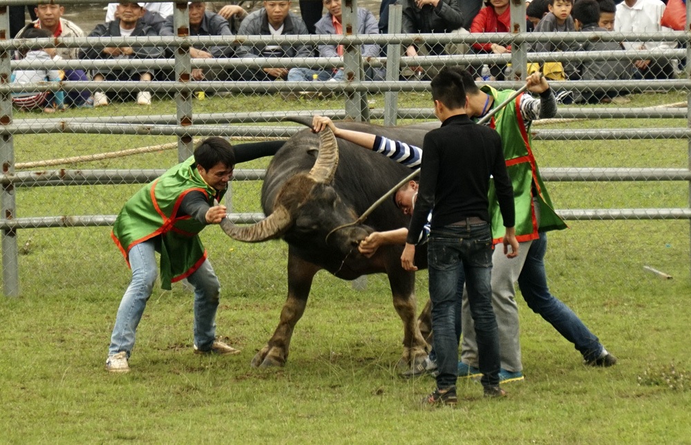 Một đòn đánh khác khá phổ biến là khóa sừng để quật ngã đối thủ.