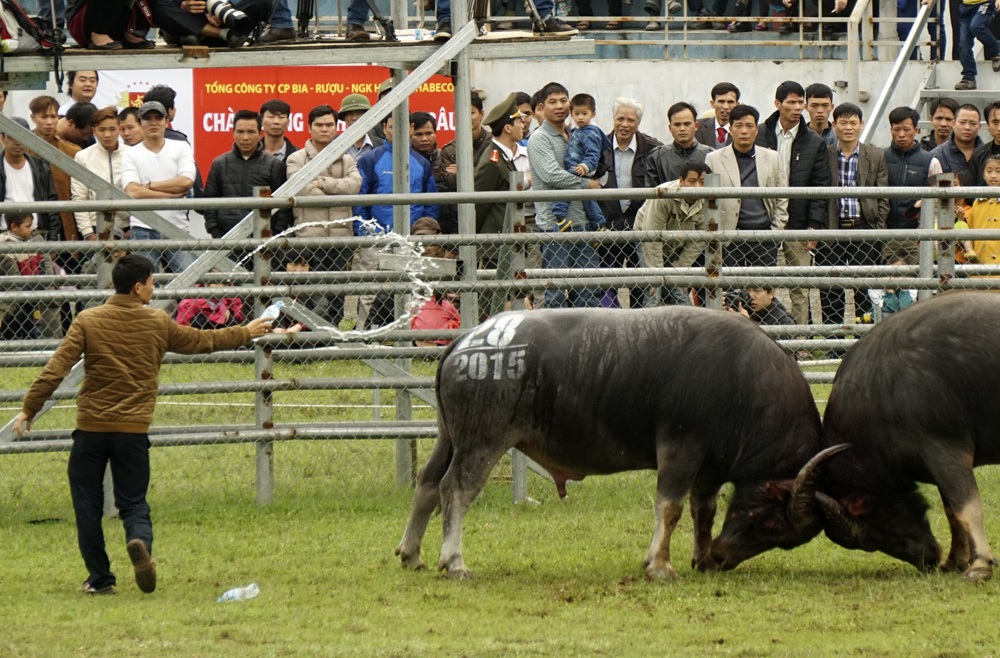 Một đòn đánh khác khá phổ biến là khóa sừng để quật ngã đối thủ.