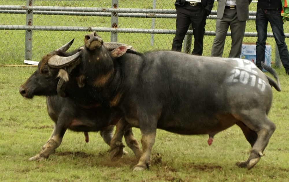 Một đòn đánh hiểm dùng sừng móc mắt, sau đòn này trâu bị móc mắt đã bỏ chạy.
