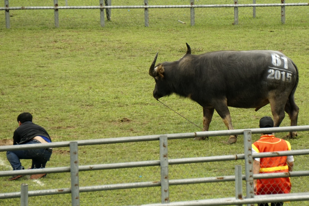 Một đòn đánh hiểm dùng sừng móc mắt, sau đòn này trâu bị móc mắt đã bỏ chạy.