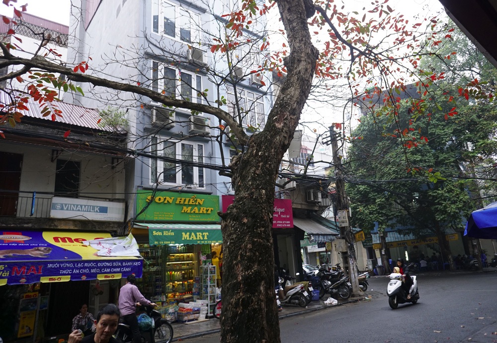 Những "mầm đỏ" trong tiết trời mưa phùn ảm đạm của Hà Nội - 8 Màu lá đỏ trong không gian chật hẹp của phố Hà Nội.