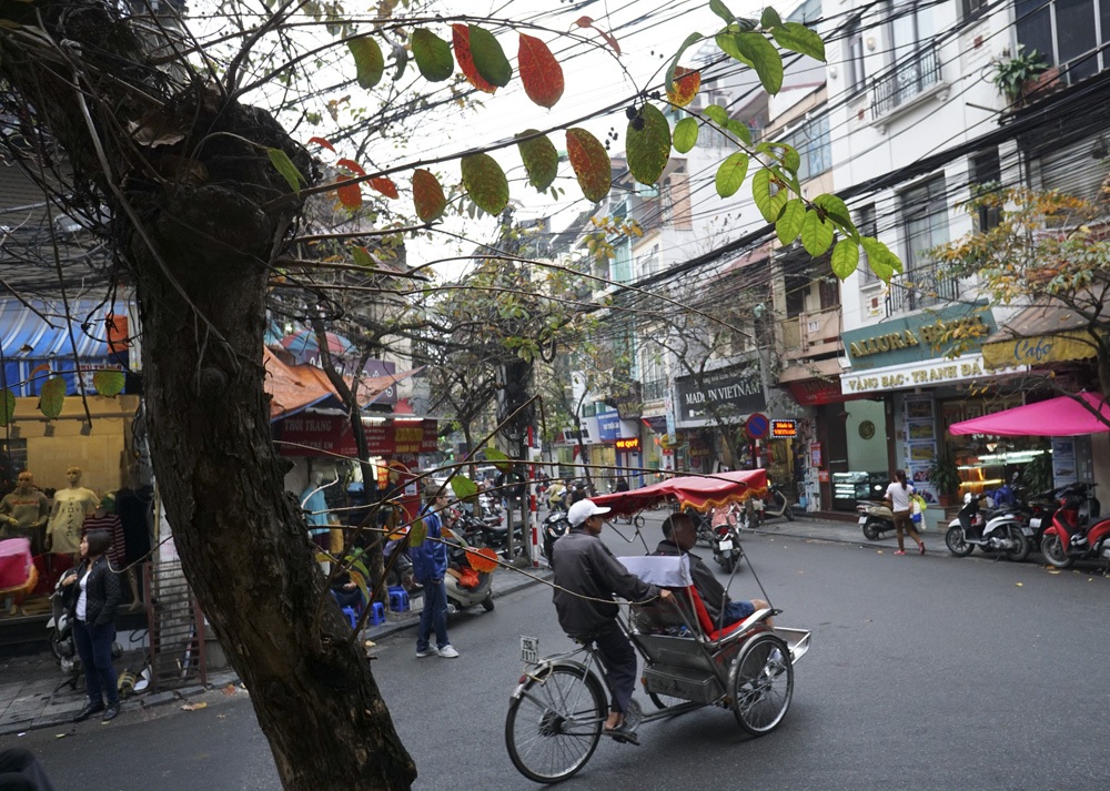 Những "mầm đỏ" trong tiết trời mưa phùn ảm đạm của Hà Nội - 10 Tán lá đỏ của một cây bằng lăng rất lạ mắt trên đường phố.